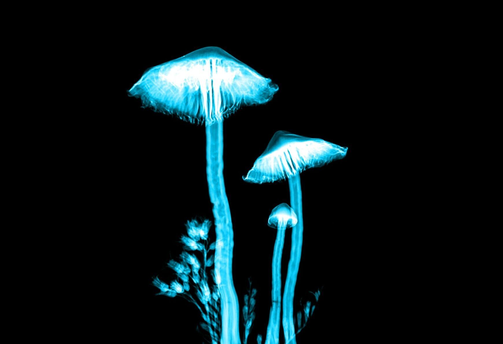 mathew-schwartz-RWrbY8j9GPo-unsplash